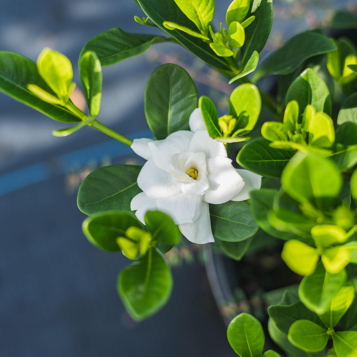Fragrant Shrub D4259