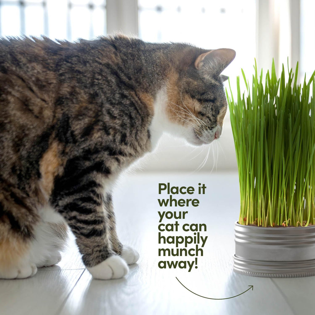 Cat Grass for Indoor Cats Kit S642075
