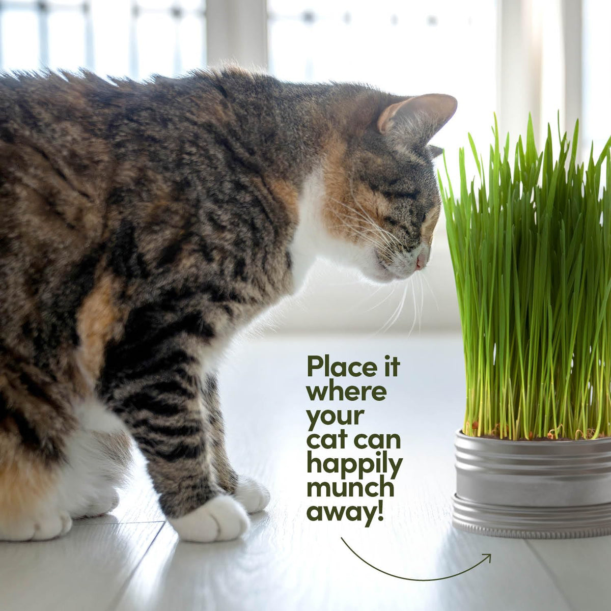 Cat Grass for Indoor Cats Kit S642075