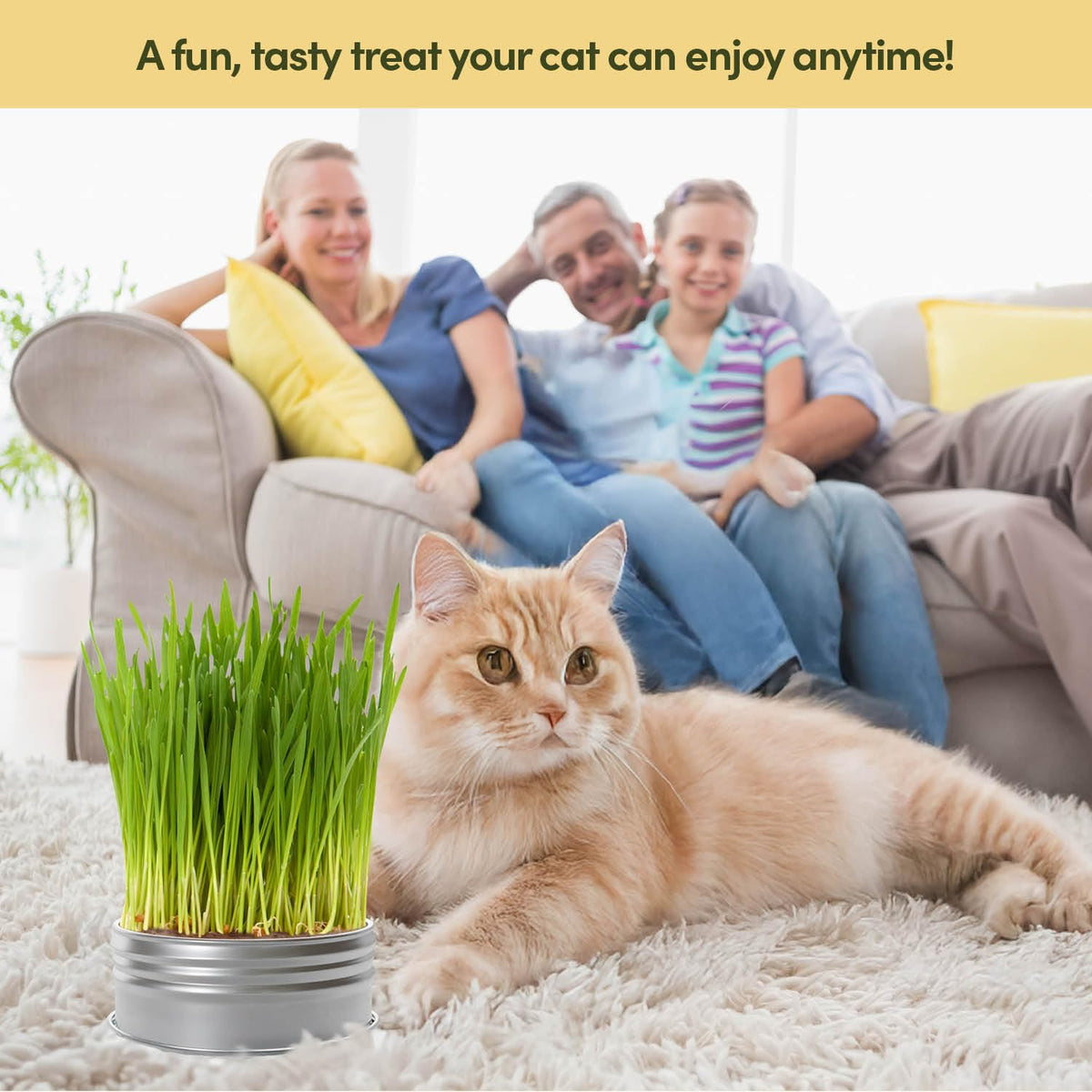 Cat Grass for Indoor Cats Kit S642075