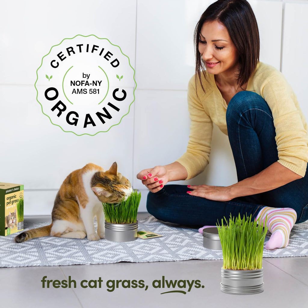 Cat Grass for Indoor Cats Kit S642075