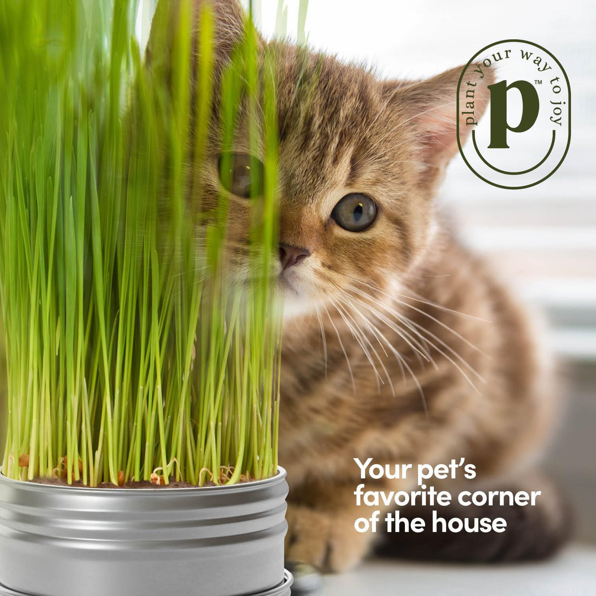 Cat Grass for Indoor Cats Kit S642075