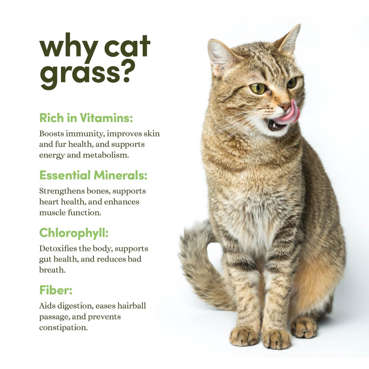 Cat Grass for Indoor Cats Kit S642075