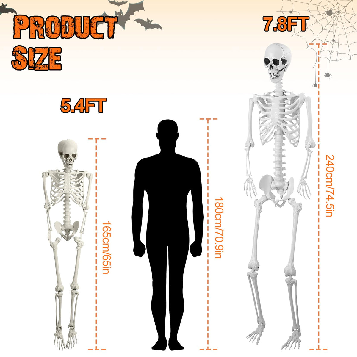 5.4FT Posable Life Size Skeleton Q36697