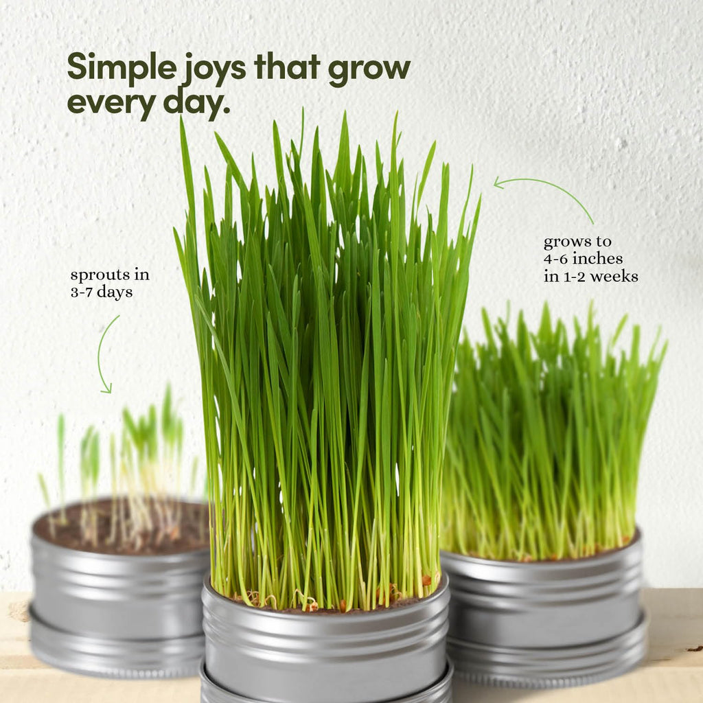 Cat Grass for Indoor Cats Kit S642075