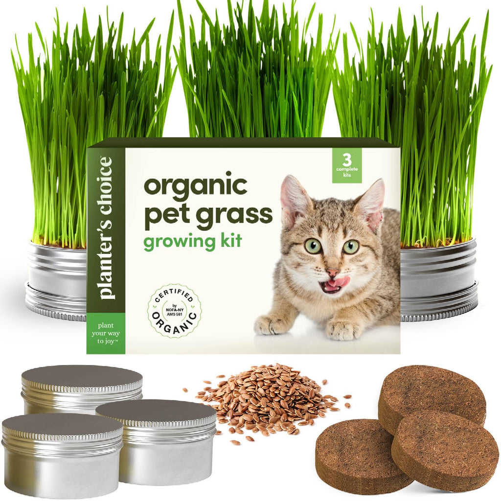 Cat Grass for Indoor Cats Kit S642075