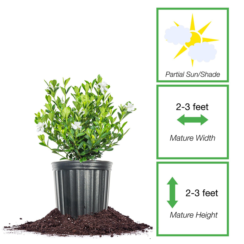 Fragrant Shrub D4259