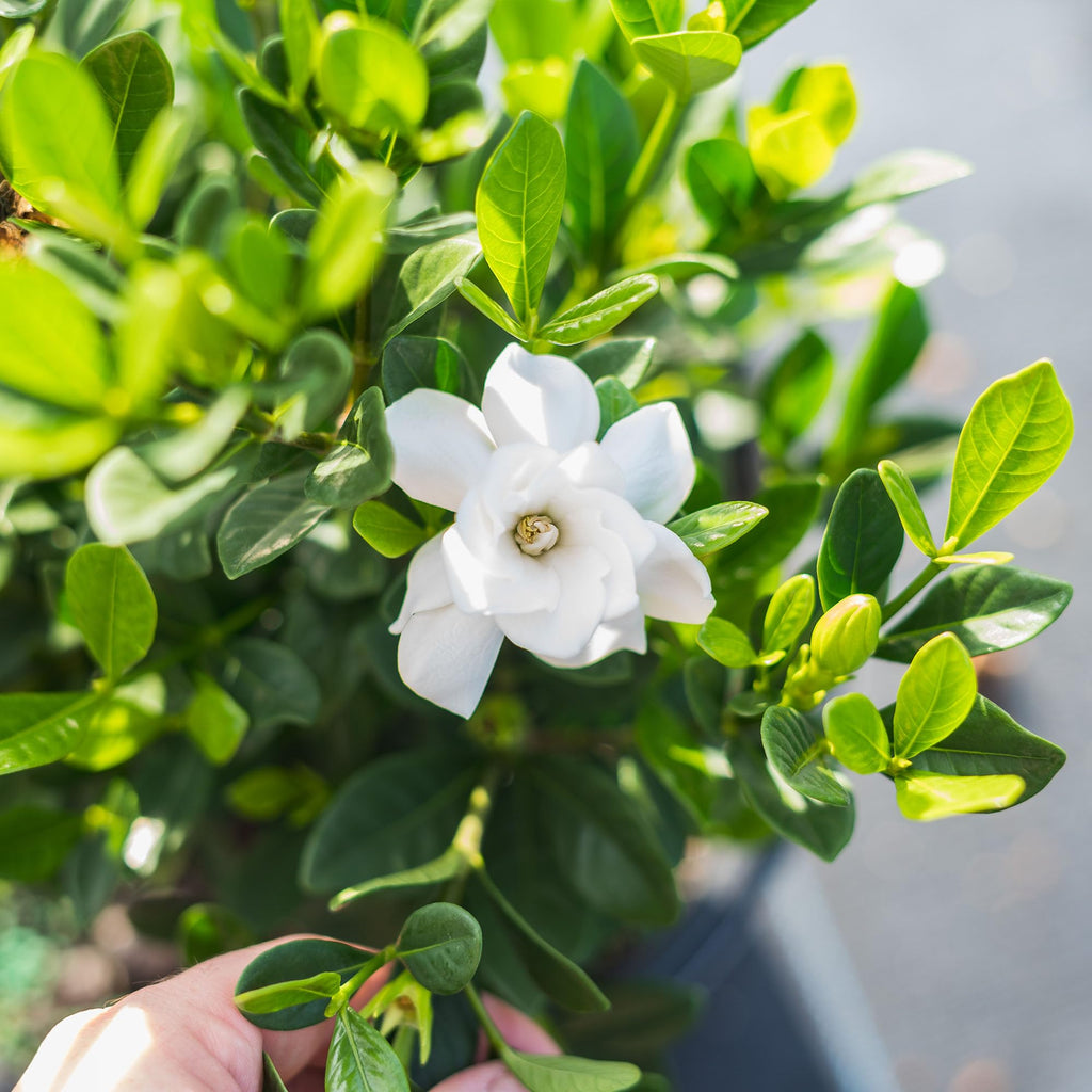 Fragrant Shrub D4259