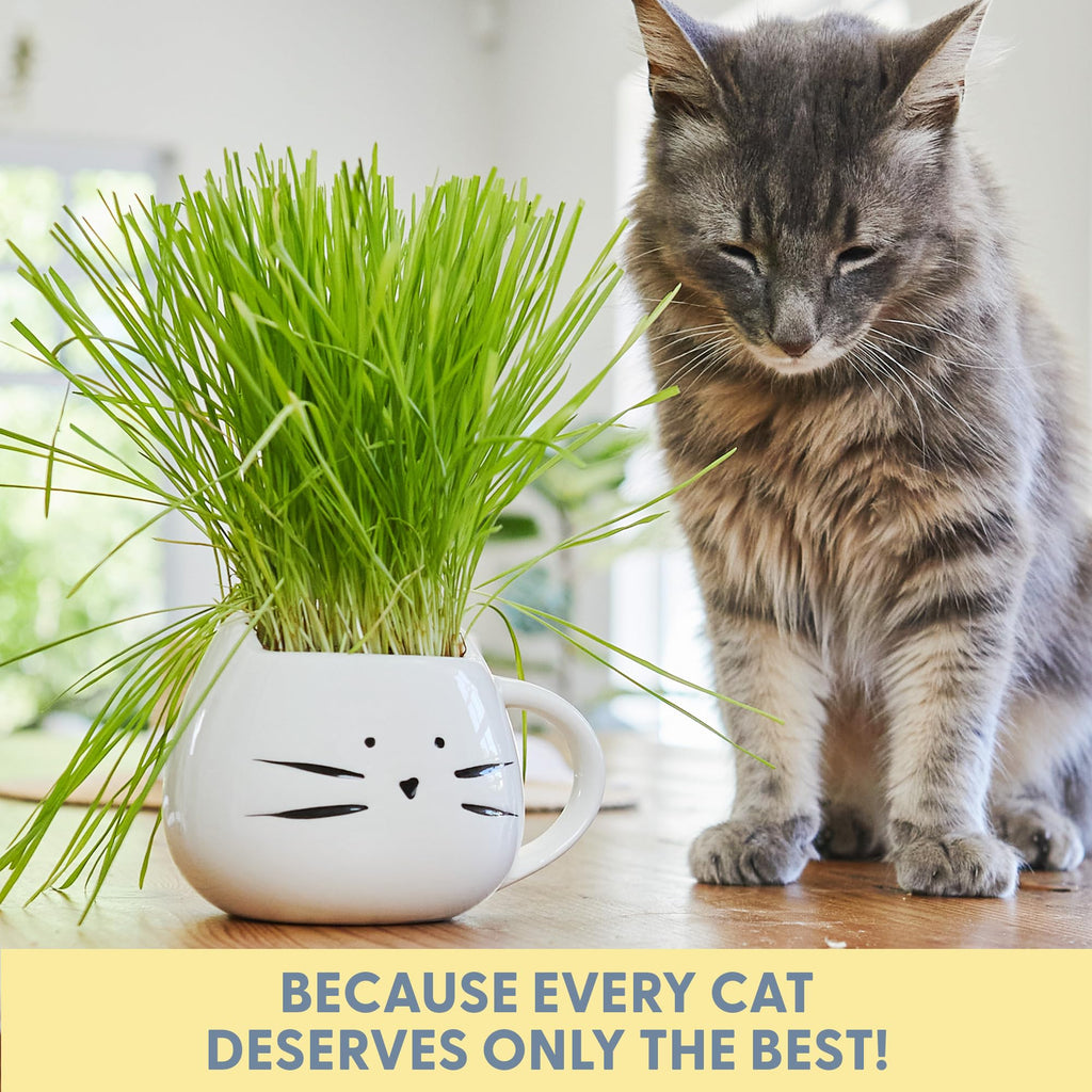 Organic Cat Grass Growing Kit with Seed Mix Soil and White Planter C891