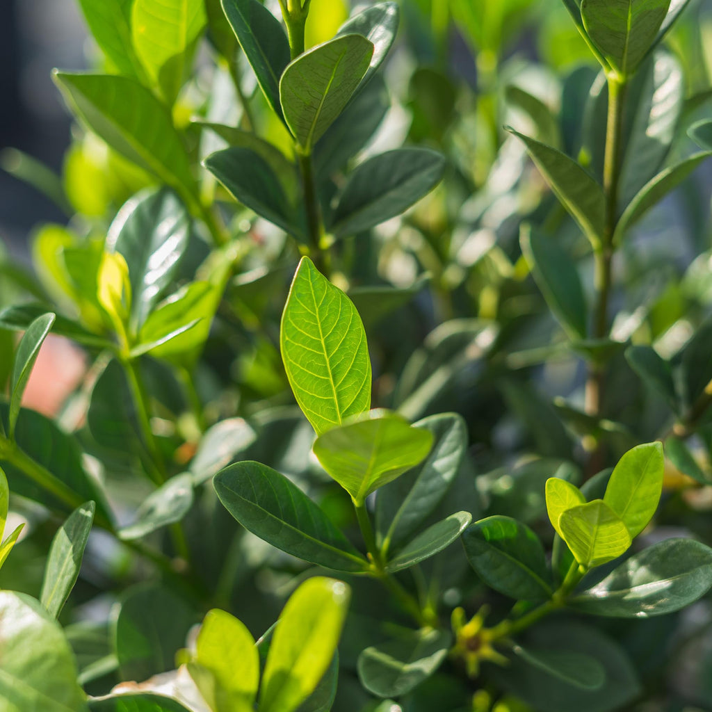 Fragrant Shrub D4259