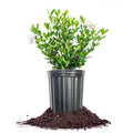 Fragrant Shrub D4259