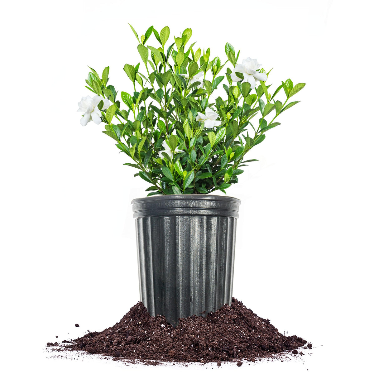 Fragrant Shrub D4259