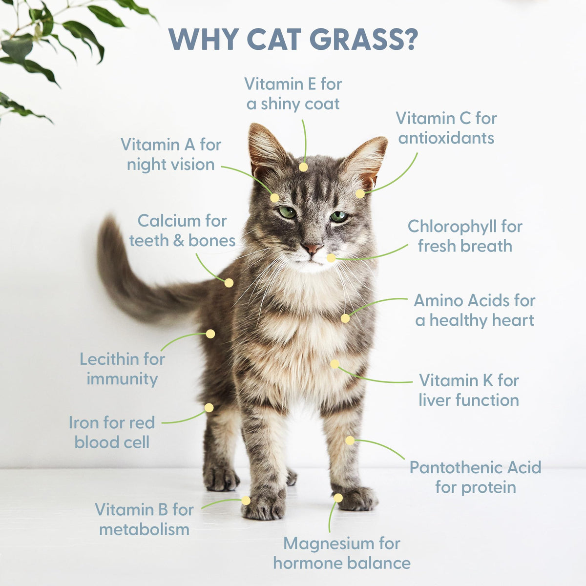 Organic Cat Grass Growing Kit with Seed Mix Soil and White Planter C891